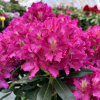 Klíč - Rhododendron hybrid - Rhododendron hybridum 'Klíč'