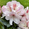 Koda - Rhododendron hybrid - Rhododendron hybridum 'Koda'