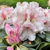 Koda - Rhododendren Hybride - Rhododendron hybridum 'Koda'