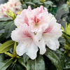 Koda - Rhododendron hybrid - Rhododendron hybridum 'Koda'