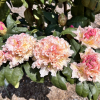 Kotnov - różanecznik wielkokwiatowy - Rhododendron hybridum 'Kotnov'