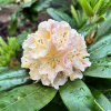 Kotnov - różanecznik wielkokwiatowy - Rhododendron hybridum 'Kotnov'