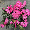 Kozakov - różanecznik jakuszimański - Rhododendron yakushimanum 'Kozakov'