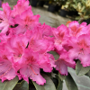 Kozakov - Rhododendren yakushimanum - Rhododendron yakushimanum 'Kozakov'