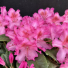 Kozakov - różanecznik jakuszimański - Rhododendron yakushimanum 'Kozakov'