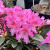 Kozakov - Rhododendren yakushimanum - Rhododendron yakushimanum 'Kozakov'