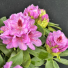 Libin PBR - różanecznik wielkokwiatowy - Rhododendron hybridum 'Libin' PBR
