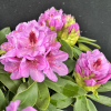 Libin PBR - Rhododendron hybrid - Rhododendron hybridum 'Libin' PBR