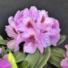 Libin PBR - Rhododendron hybrid - Rhododendron hybridum 'Libin' PBR