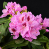 Libin PBR - Rhododendron hybrid - Rhododendron hybridum 'Libin' PBR