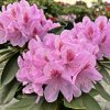 Libin PBR - różanecznik wielkokwiatowy - Rhododendron hybridum 'Libin' PBR