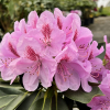 Libin PBR - różanecznik wielkokwiatowy - Rhododendron hybridum 'Libin' PBR