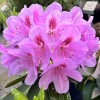 Libin PBR - Rhododendron hybrid - Rhododendron hybridum 'Libin' PBR