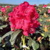 Andantino - Rhododendron hybrid - Andantino - Rhododendron hybridum