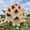 Orlik - różanecznik wielkokwiatowy - Rhododendron hybridum 'Orlik'