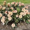 Orlik - różanecznik wielkokwiatowy - Rhododendron hybridum 'Orlik'