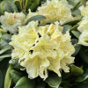 Praděd - różanecznik wielkokwiatowy - Rhododendron hybridum 'Praděd'