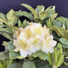 Praděd - Rhododendron hybrid - Rhododendron hybridum 'Praděd'