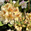 Bernstein - dichroanthum - Rhododendron Hybride - Bernstein - dichroanthum - Rhododendron hybridum