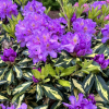 Blattgold- Рододендрон гибридный - Blattgold - Rhododendron hybridum