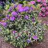 Blattgold- Рододендрон гибридный - Blattgold - Rhododendron hybridum
