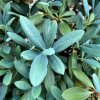 Blaushimmer II - Рододендрон гибридный - Blaushimmer II - Rhododendron hybridum