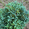 Blaushimmer II - Рододендрон гибридный - Blaushimmer II - Rhododendron hybridum