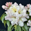 Ralsko - Rhododendron hybrid - Rhododendron hybridum 'Ralsko'