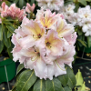 Ralsko - Rhododendron hybrid - Rhododendron hybridum 'Ralsko'