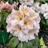 Ralsko - różanecznik wielkokwiatowy - Rhododendron hybridum 'Ralsko'