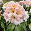 Ralsko - Rhododendron hybrid - Rhododendron hybridum 'Ralsko'