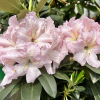 Ralsko - różanecznik wielkokwiatowy - Rhododendron hybridum 'Ralsko'