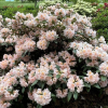 Gloria - Рододендрон гибридный - Gloria - Rhododendron hybridum ; Rhododendron 'Bruns Gloria' ; Rhododendron 'Christiane'