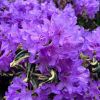 Carolina Spring - Рододендрон гибридный - Carolina Spring - Rhododendron hybridum