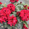 Europa 93 - Рододендрон гибридный - Europa 93 - Rhododendron hybridum