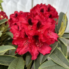 Europa 93 - Рододендрон гибридный - Europa 93 - Rhododendron hybridum