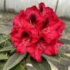 Europa 93 - Рододендрон гибридный - Europa 93 - Rhododendron hybridum