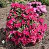 Sovinec - Rhododendron hybrid - Rhododendron hybridum 'Sovinec'