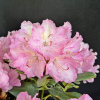 Stožec - różanecznik wielkokwiatowy - Rhododendron hybridum  'Stožec'