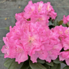 Stožec - różanecznik wielkokwiatowy - Rhododendron hybridum  'Stožec'