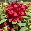 Francesca - Rhododendron Hybride - Francesca - Rhododendron hybridum