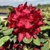 Francesca - Rhododendron hybrid - Francesca - Rhododendron hybridum