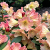 Goldzauber- Рододендрон гибридный - Goldzauber - Rhododendron hybridum