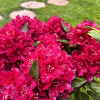 Vranov PBR - różanecznik wielkokwiatowy - Rhododendron hybridum 'Vranov' PBR