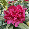 Vranov PBR - różanecznik wielkokwiatowy - Rhododendron hybridum 'Vranov' PBR