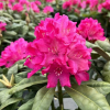 Hellikki - Rhododendron - Hellikki - Rhododendron