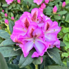 Vyšehrad PBR - Rhododendron hybrid - Rhododendron hybridum 'Vyšehrad' PBR