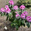 Vyšehrad PBR - Rhododendron hybrid - Rhododendron hybridum 'Vyšehrad' PBR