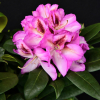 Vyšehrad PBR - Rhododendren Hybride - Rhododendron hybridum 'Vyšehrad' PBR