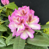 Vyšehrad PBR - Rhododendron hybrid - Rhododendron hybridum 'Vyšehrad' PBR